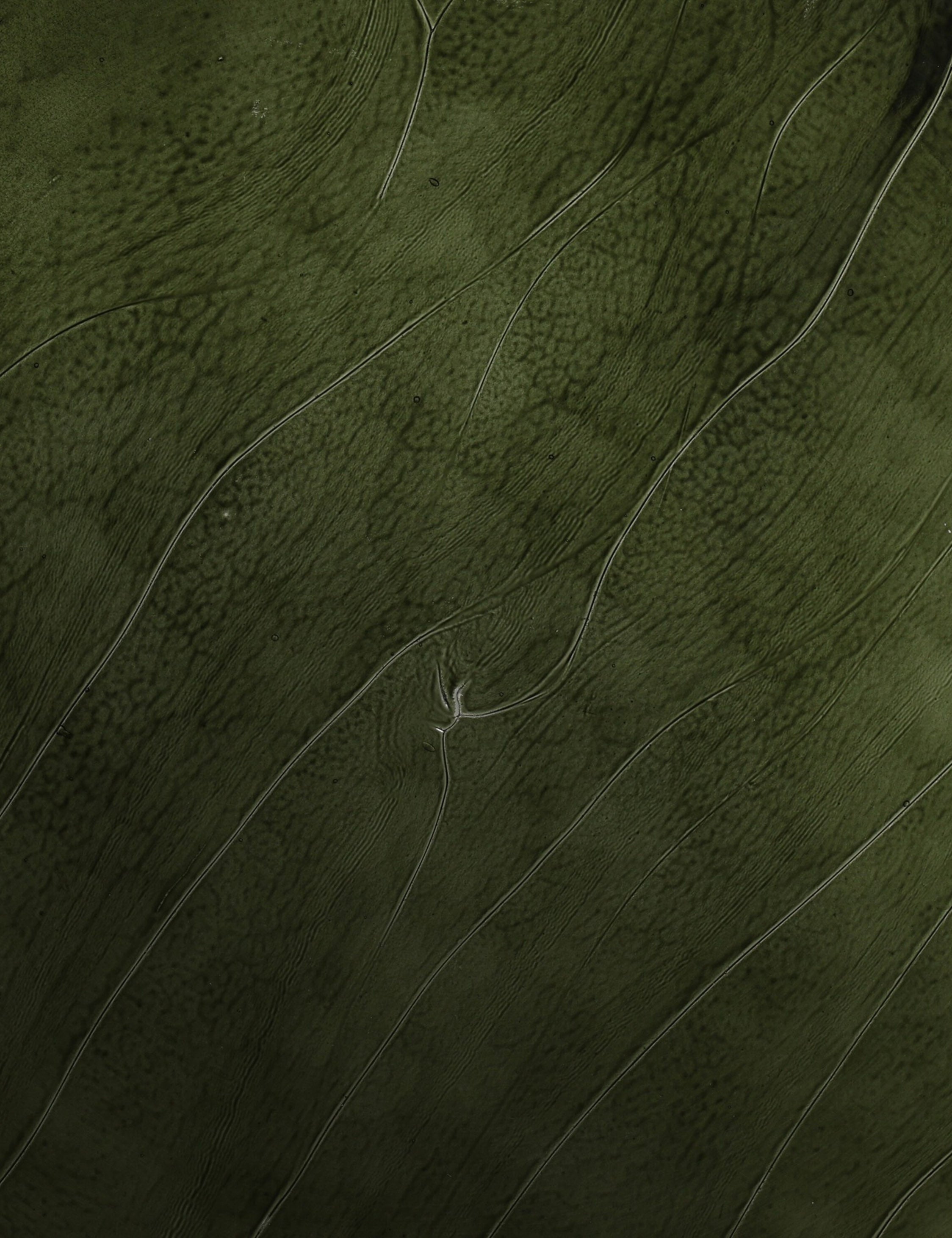 Jadene Nesting Coffee Table